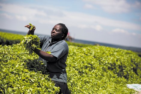 Rahel Mhabuka, tea worker at Kibena Tea Estate, Tanzania