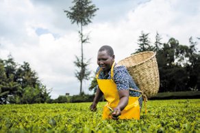 Teresa Kurgat, tea farmer and member of Sireet OEP  co-operative, Kenya